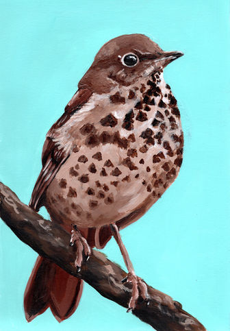 painting of a brown thrush bird sitting on a dark brown branch, with a bright blue background