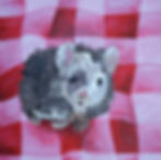 Painting of brown, tan, and white mouse on a red and pink gingham blanket.