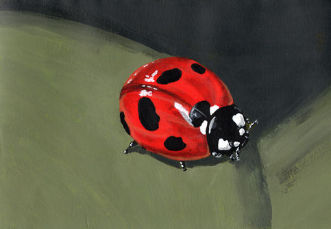 red, black, and white ladybug on some olive green rocks