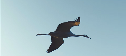 Le rêve de Léonard, les secrets du vol dans la nature.png