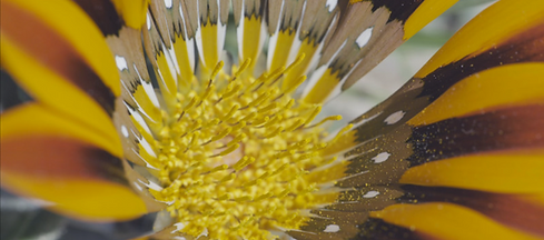 L'Abominable mystère des fleurs.png
