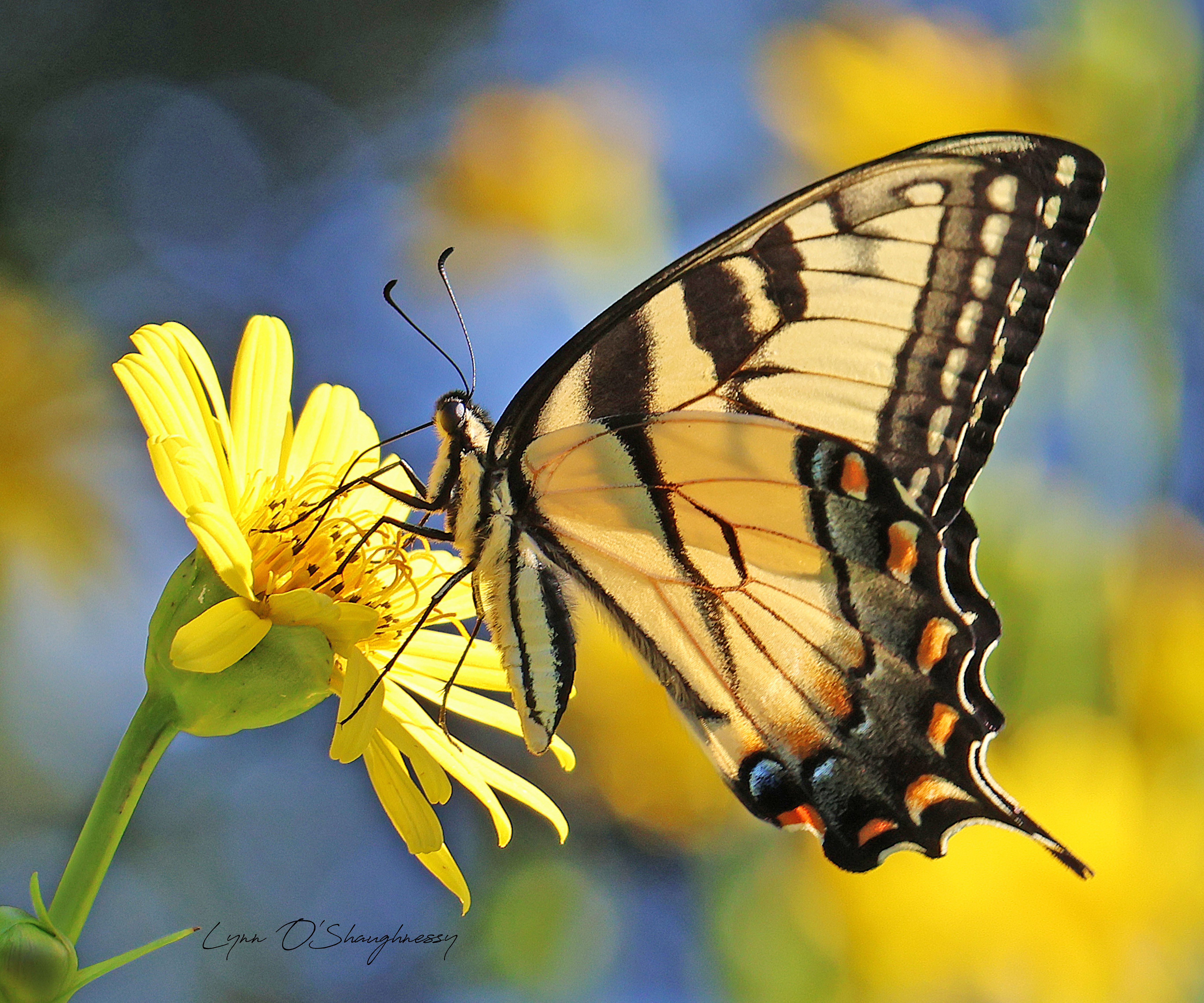 Perfect Match, Lynn O'Shaughnessy