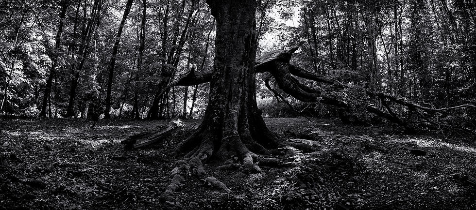 Philippe Antonello - Home.jpg