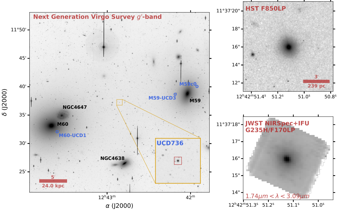 The main panel shows the M59/M60 complex in the Virgo galaxy cluster with the location of UCD736 and other supermassive black hole hosting UCDs. The cutout shows a close-up of UCD736, located between M59 and M60. The top right panel is a Hubble Space Telescope imaging while the bottom right panel is the integrated white image from the Near Infrared Spectrograph integral field unit instrument on the James Webb Space Telescope. Français: Le panneau principal montre le complexe M59/M60 dans l'amas de galaxies de la Vierge avec la position d'UCD736 et d'autres trous noirs supermassifs faisant parti d'UCD. L'encart montre un agrandissement d'UCD736, situé entre M59 et M60. Le panneau en haut à droite montre une image prise par le télescope spatial Hubble, et le panneau en bas à droite est l'image en lumière blanche du télescope spatial James Webb, obtenue avec l'unité à champ intégral (IFU) du spectrographe proche infrarouge (NIRSpec).