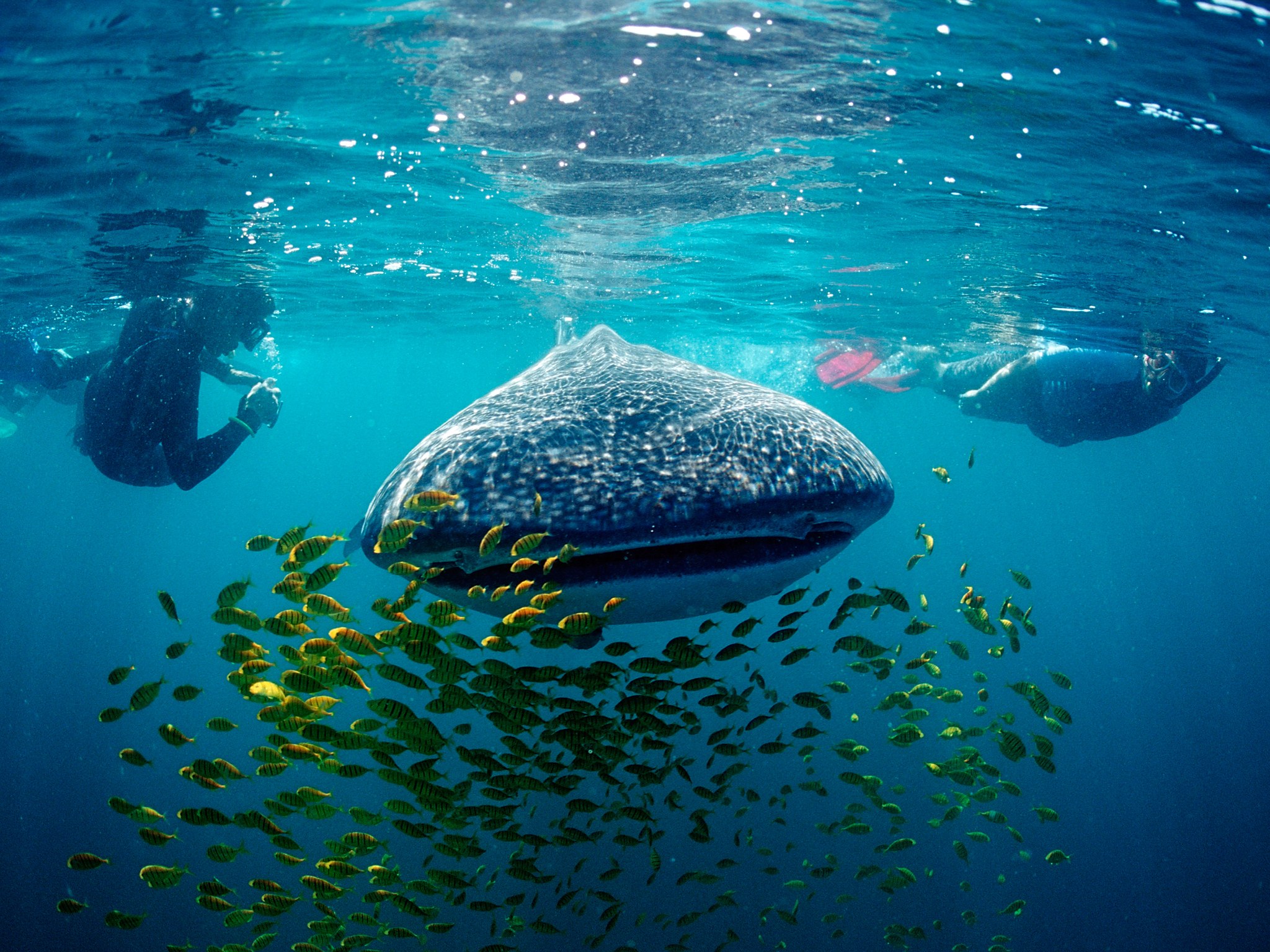The Best of Baja California Sur