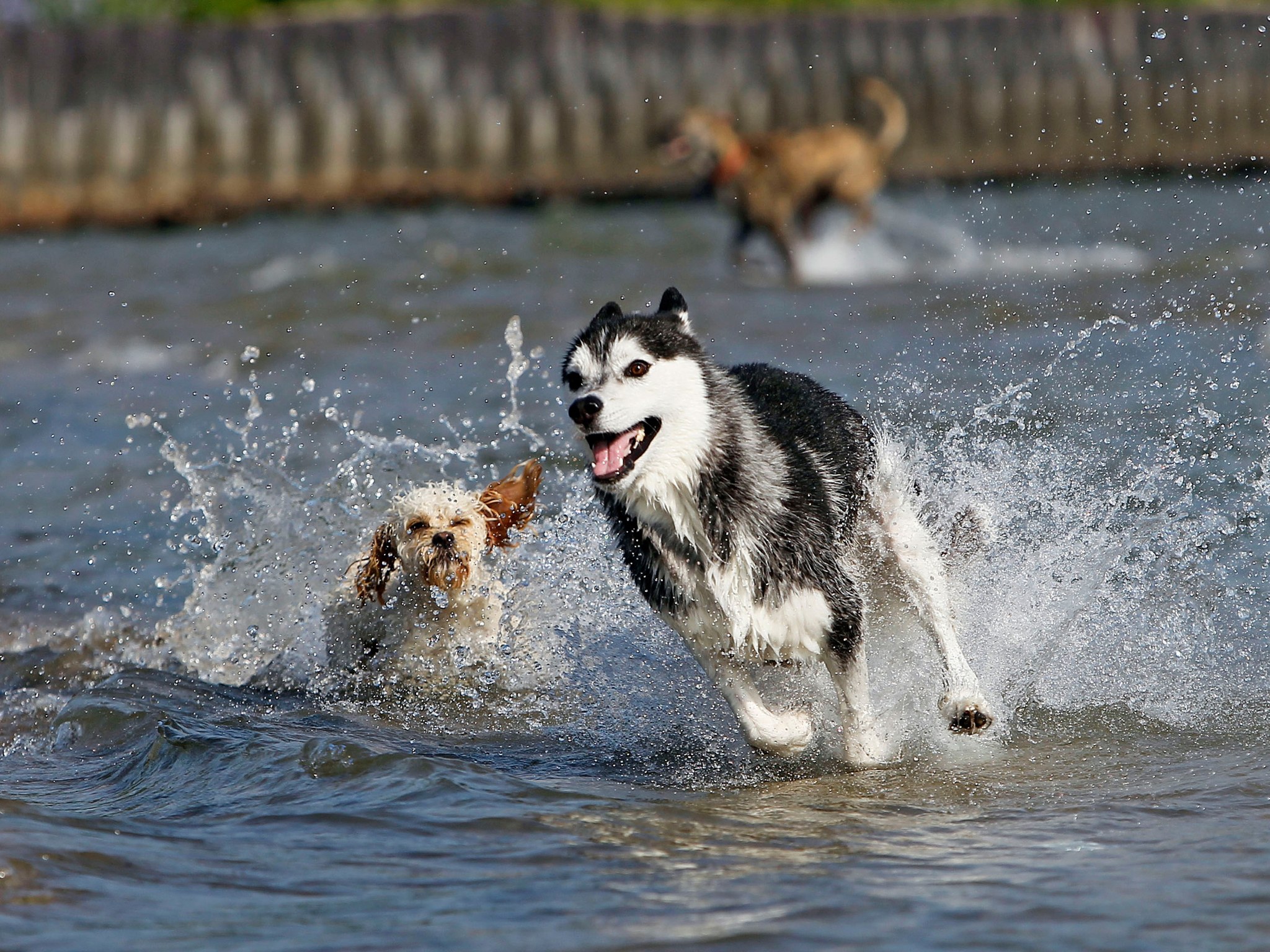 8 Best Dog-Friendly Beaches in USA
