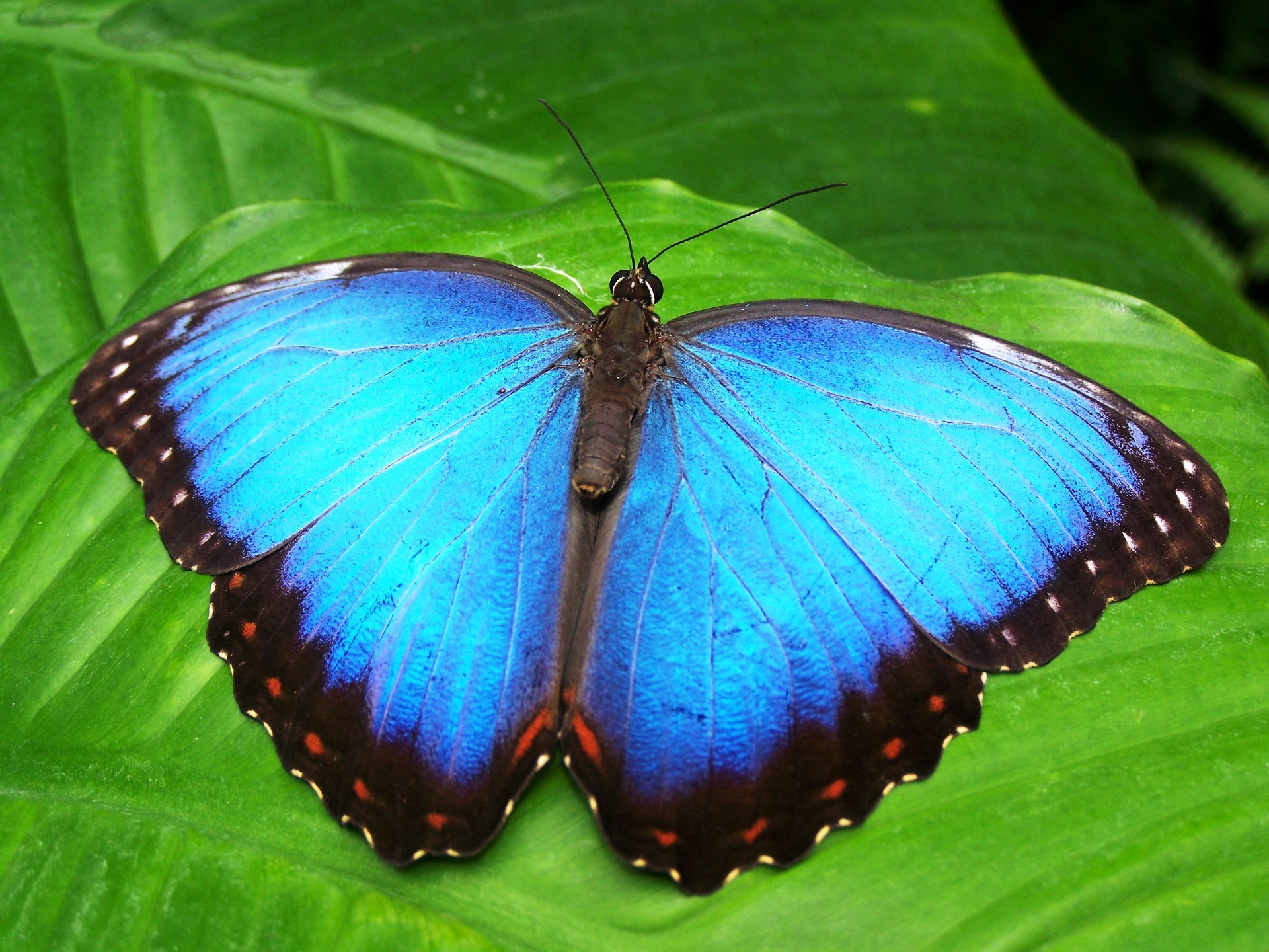 South America's Fascinating Fauna