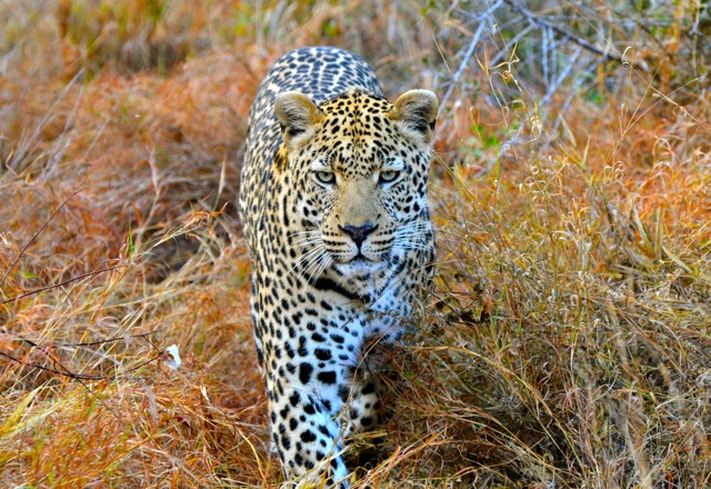 Out of Africa