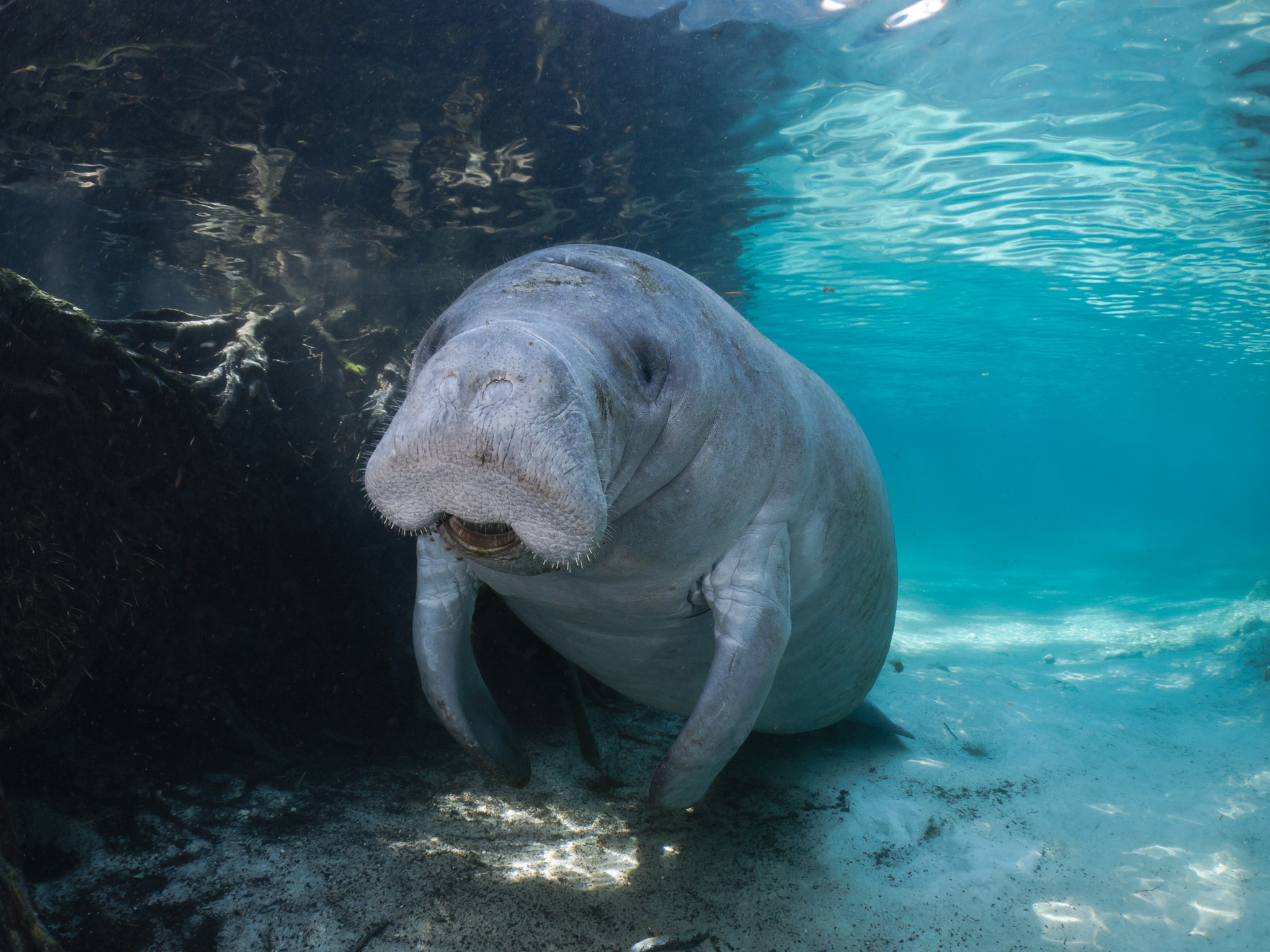 Where to Experience Florida Wildlife