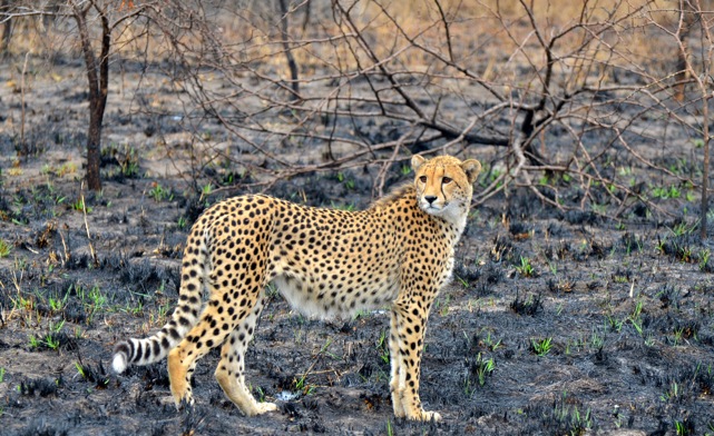 What's New in Africa?