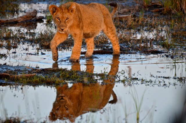 Africa's Game-changing Trends