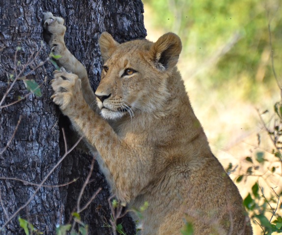 Insider's East Africa