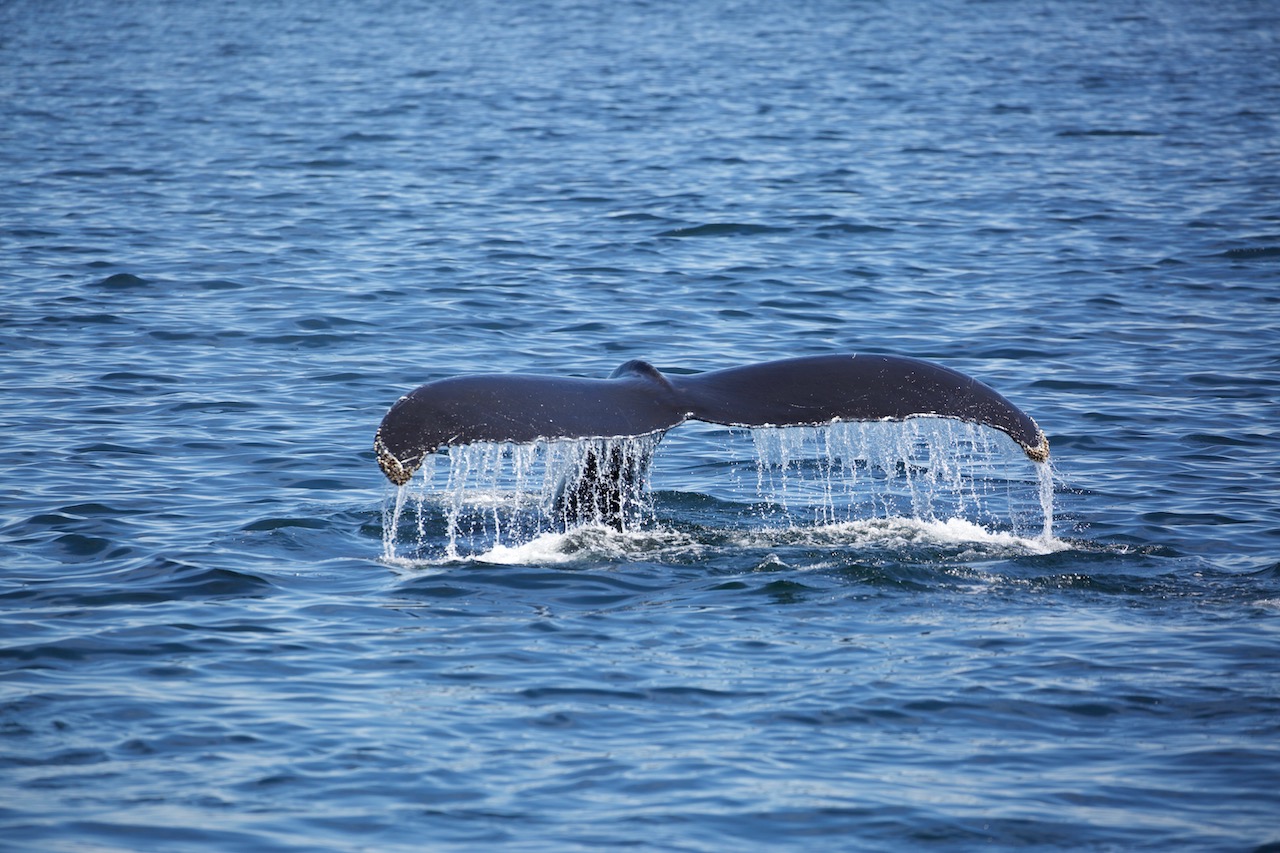 A Weekend with Cape Cod's Whales