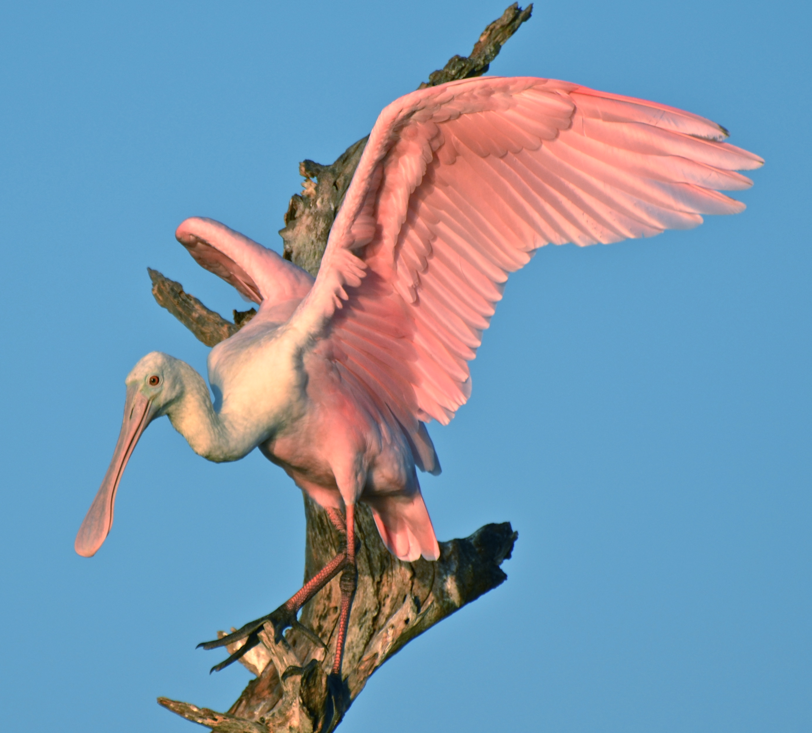 8 Ways to Do The Everglades Right