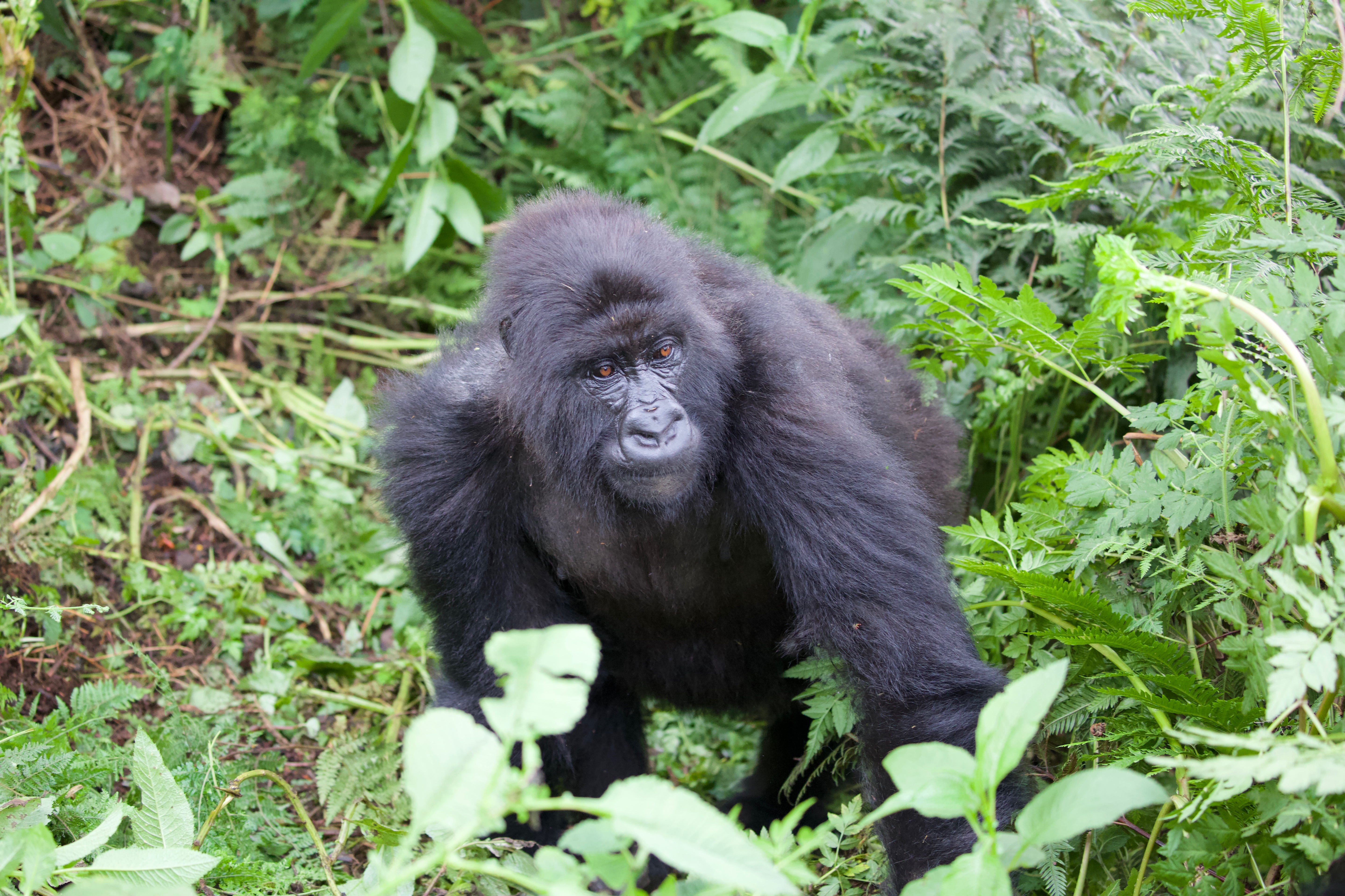 Gorilla Trekking in Rwanda