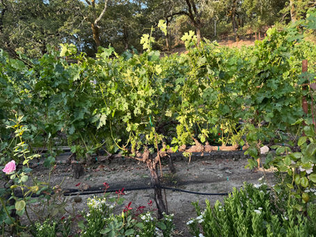 Mid-season growth
