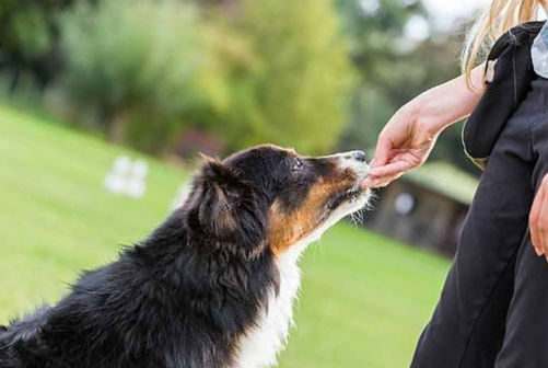 positive-reinforcement-dog-training_edited.jpg