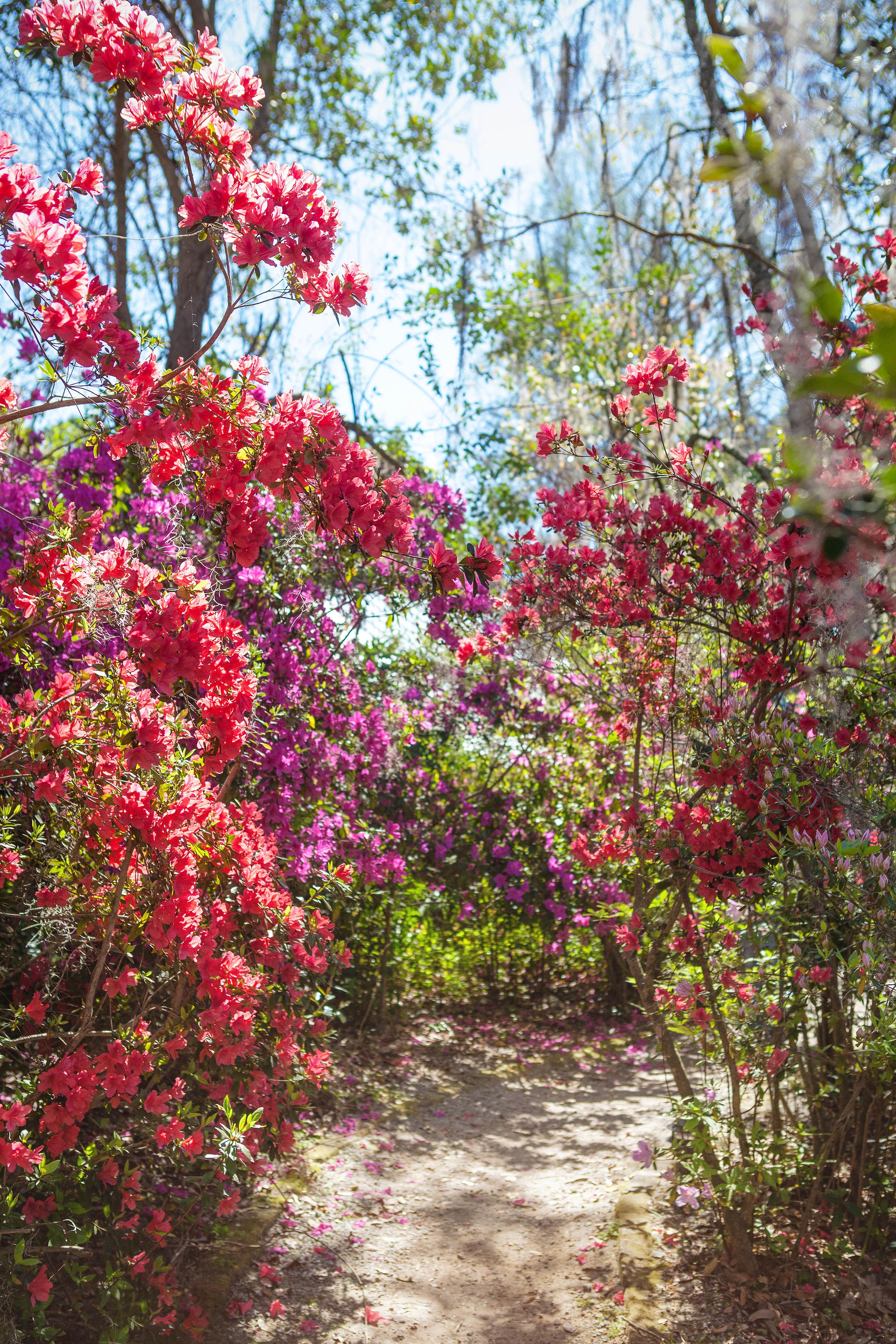 Charleston, SC: Magnolia Plantation
