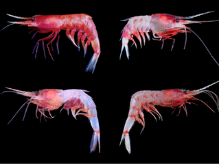 Bioluminescence Cruise: Vertical Migration: Blog 3