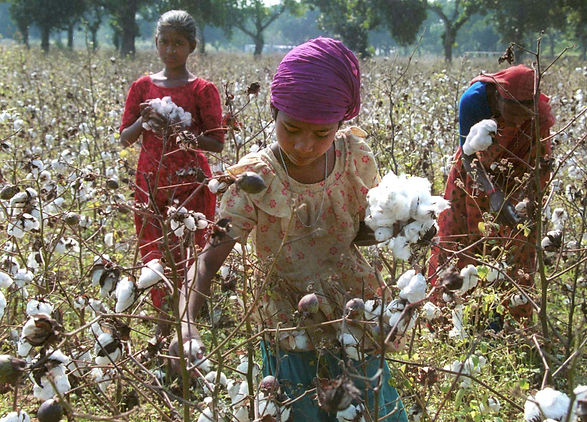 cotton.jpg