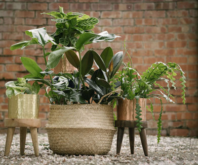 homepage plant photo.jpg