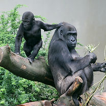artis2.jpg