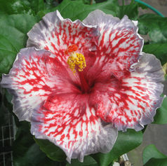 CG Roses of Palms_edited.jpg