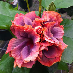 CG Magic Cystal Ball 2b_edited.jpg