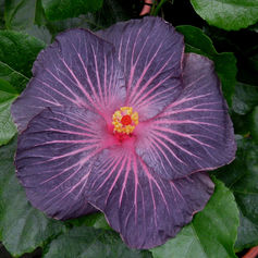 Fiber Optics 1892x1262_edited.jpg