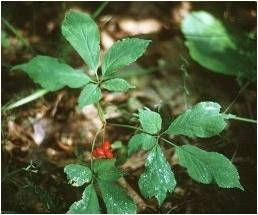 plante
