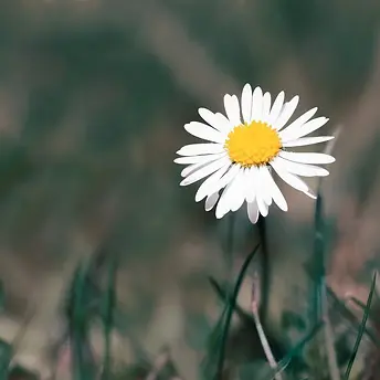 Blumen-Fotografieren-Margerite.webp