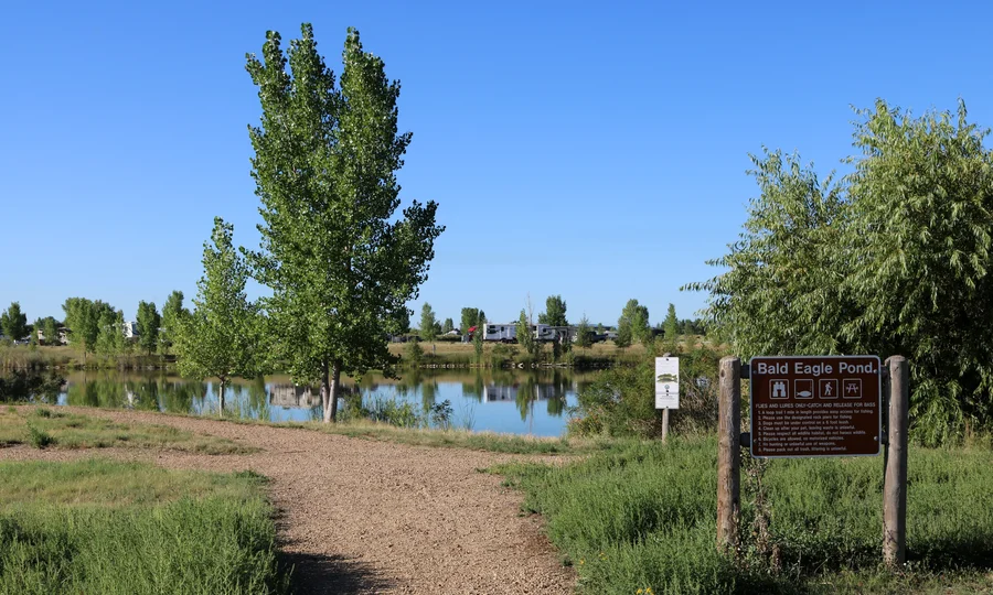 Bald Eagle Pond at St. Vrain State Park in Firestone, Colorado