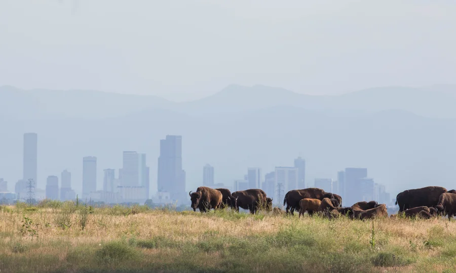 Bison at Rocky Mountain Arsenal National Wildlife Refuge in Commerce City, Colorado
