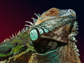 ashSteenkamp_iguana Medium 2.jpeg
