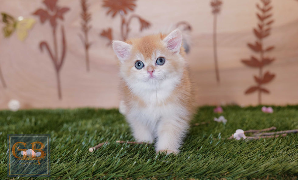 British kitten