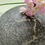 Thumbnail: AutumnWintercollection Crackle effect small trinket bowl