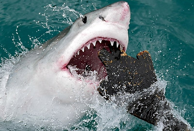 800px-Great_White_Shark_Feeding.jpg
