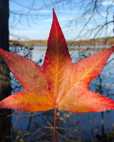 Sweetgum Leaf