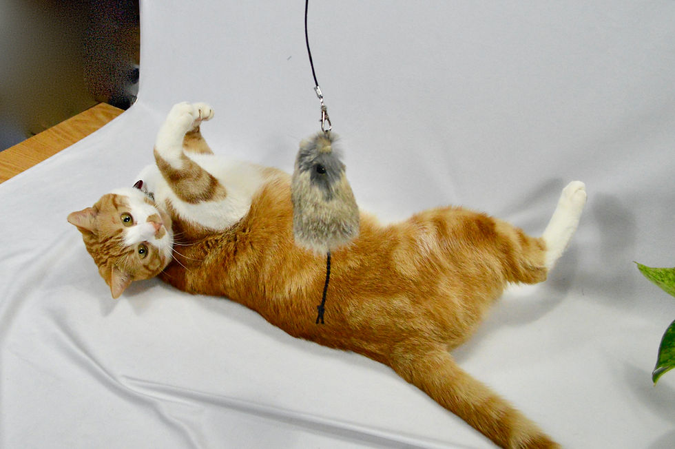 Thumbnail: Mouse Cat Toy - Rabbit Fur Teaser Toy