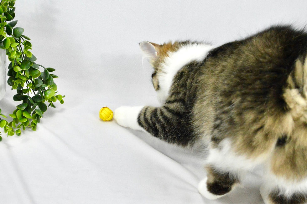Thumbnail: Mini Monkey Fist - Set Of 3 Cat Toss Toy