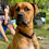 Thumbnail: dog wearing dog tag silencer