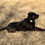 Thumbnail: dog wearing tag silencer