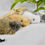 Thumbnail: rabbit fur mice cat toys