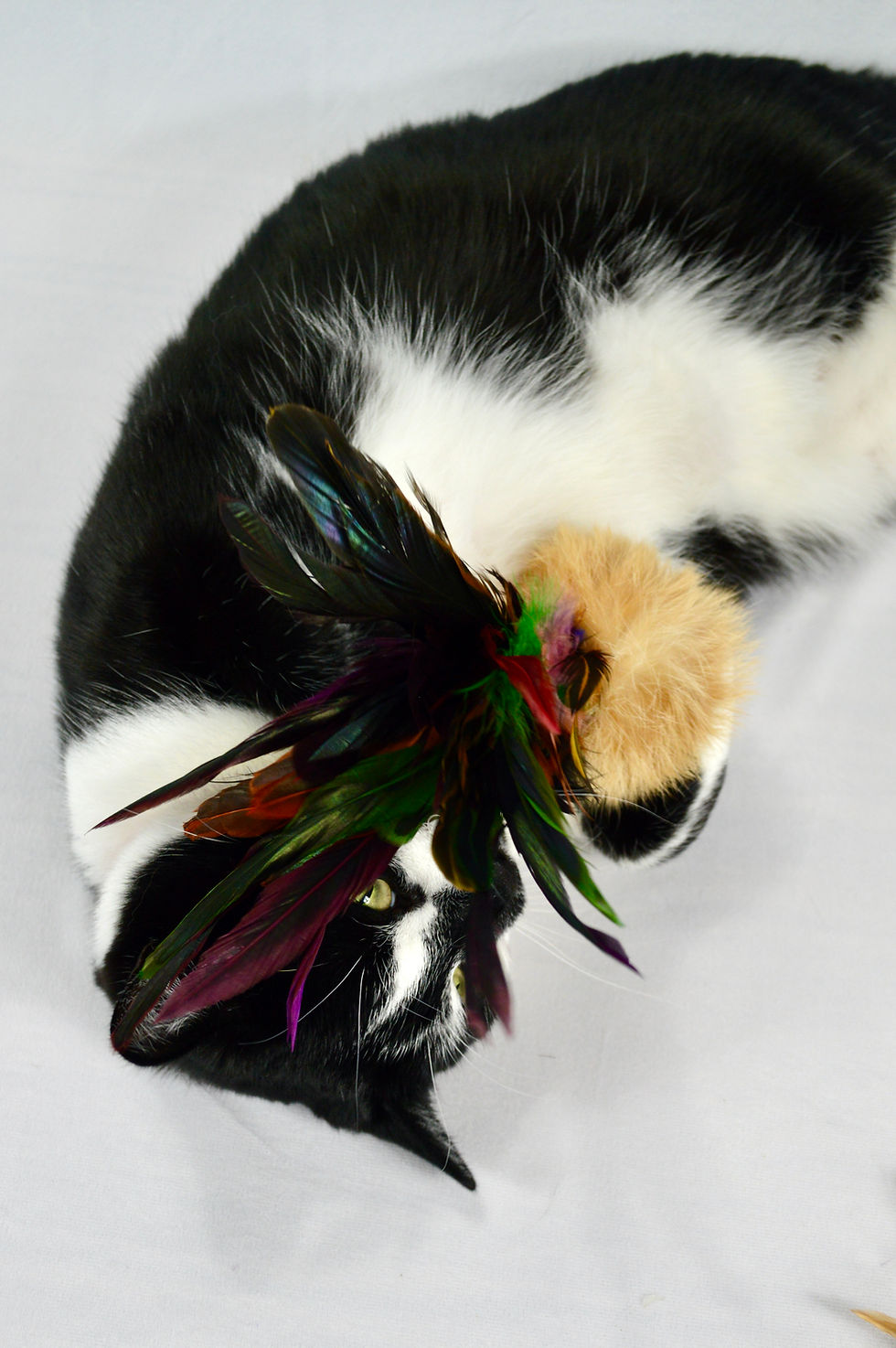 Thumbnail: Pom Pom And Feathers - Rabbit Fur Teaser Cat Toy (Wholesale)