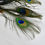 Thumbnail: Peacock Feathers - Cat Teaser Toy