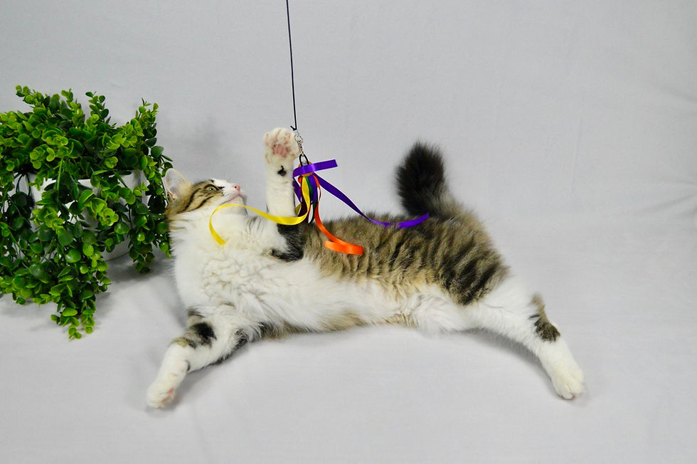 Thumbnail: Satin Ribbon - Cat Teaser Toy (Wholesale)