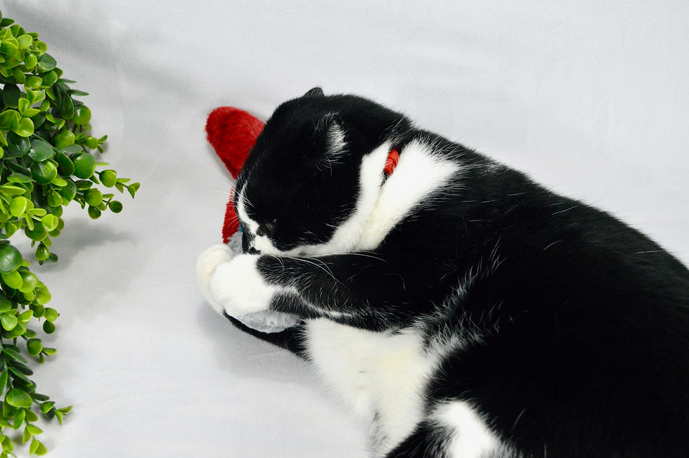 Thumbnail: Colour Block Catnip Fish - Minky Kicker Pillow
