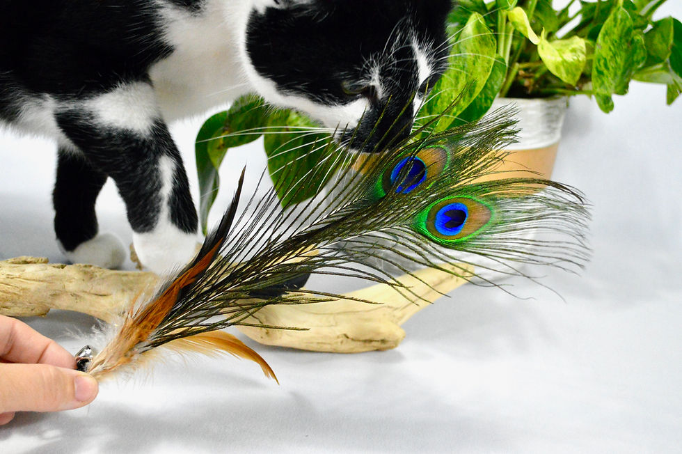 Thumbnail: Peacock Feathers - Cat Teaser Toy