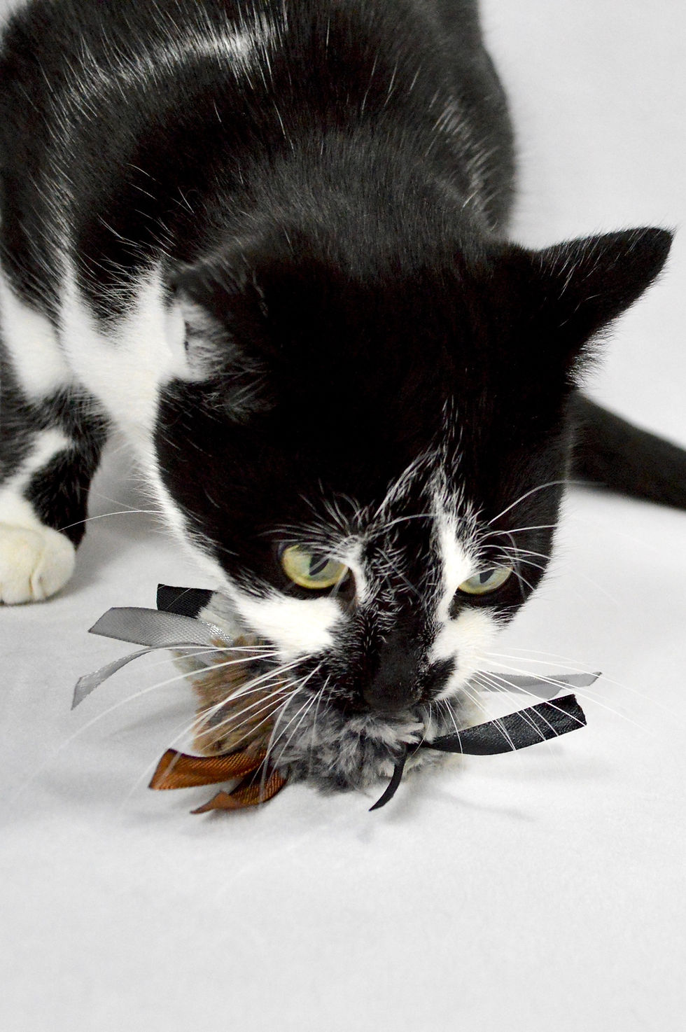 Cat Playing With Wreath Cat Toy