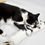 Thumbnail: spotted rabbit fur catnip cat kicker pillow